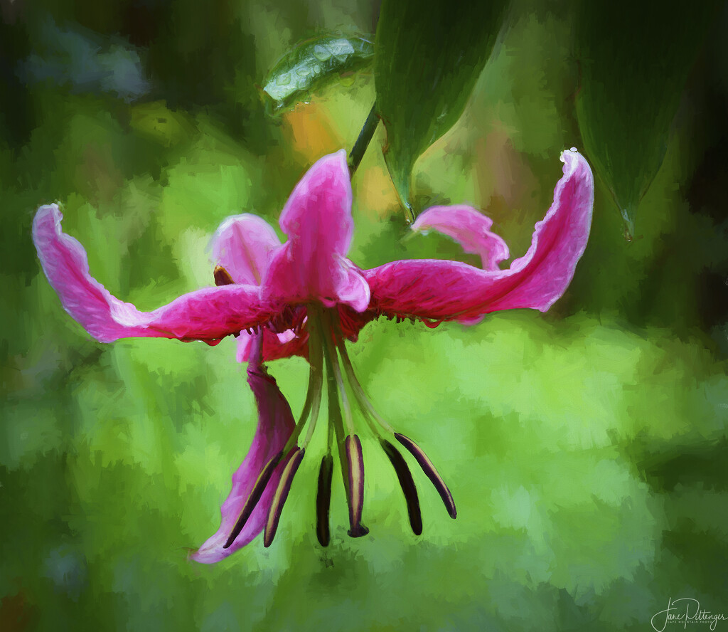Wet Lily Painterly by jgpittenger