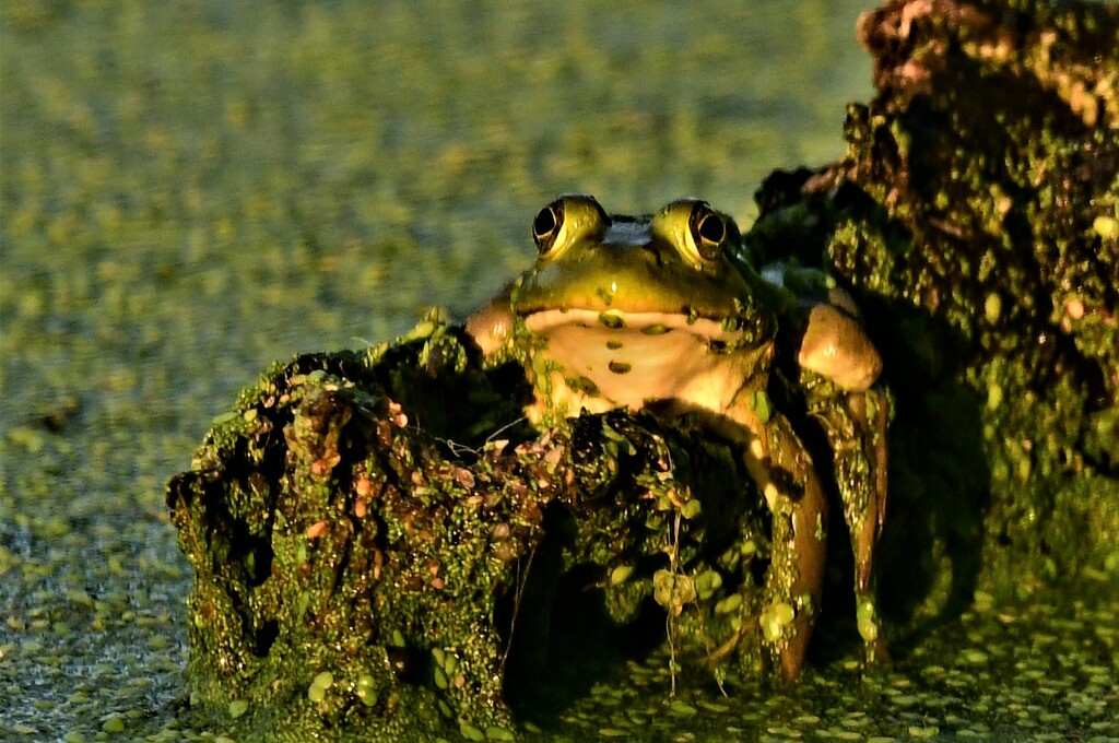 Just a Bullfrog Hangin' Out by kareenking