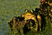 18th Aug 2022 - Just a Bullfrog Hangin' Out