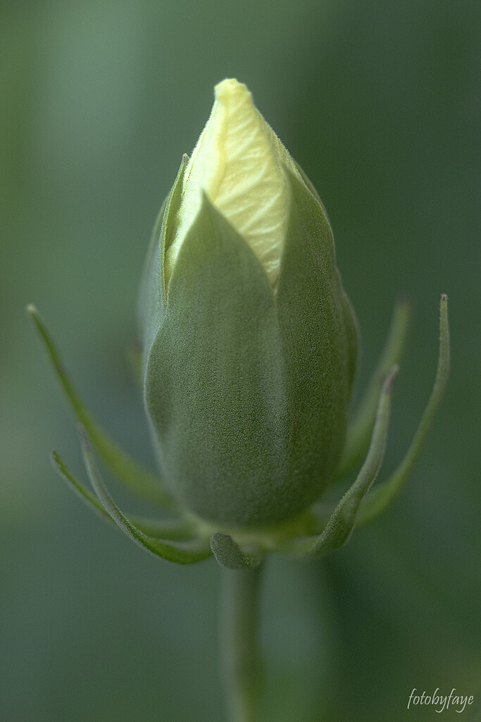 unopened flower bud by fayefaye
