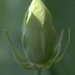 unopened flower bud by fayefaye