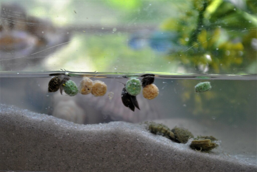 Day 225: Fresh Water Snails  by jeanniec57