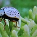 Day 223: Calligrapha Beetle  by jeanniec57