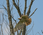 19th Aug 2022 - Red-Tailed Hawk