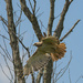 Red-Tailed Hawk by cwbill