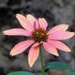 Echinacea by sunnygreenwood