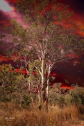 12th Aug 2022 - Outback tree