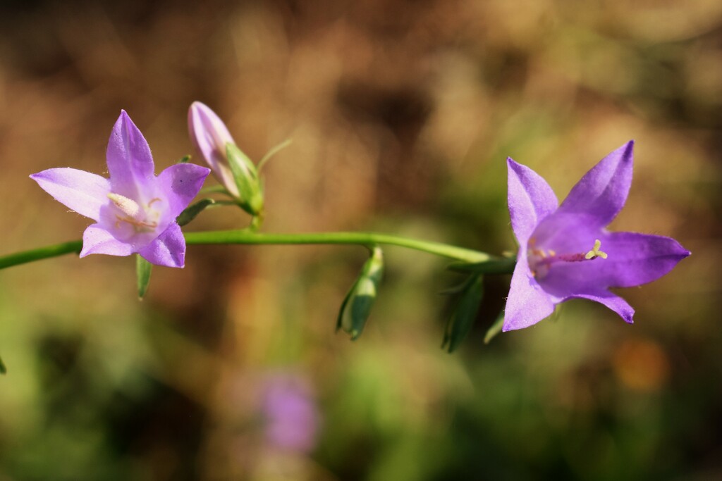 Purple Wildflower by sandlily