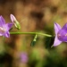 Purple Wildflower by sandlily