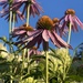 Echinacea  by clay88