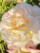 5th Aug 2022 - Lovely Rose
