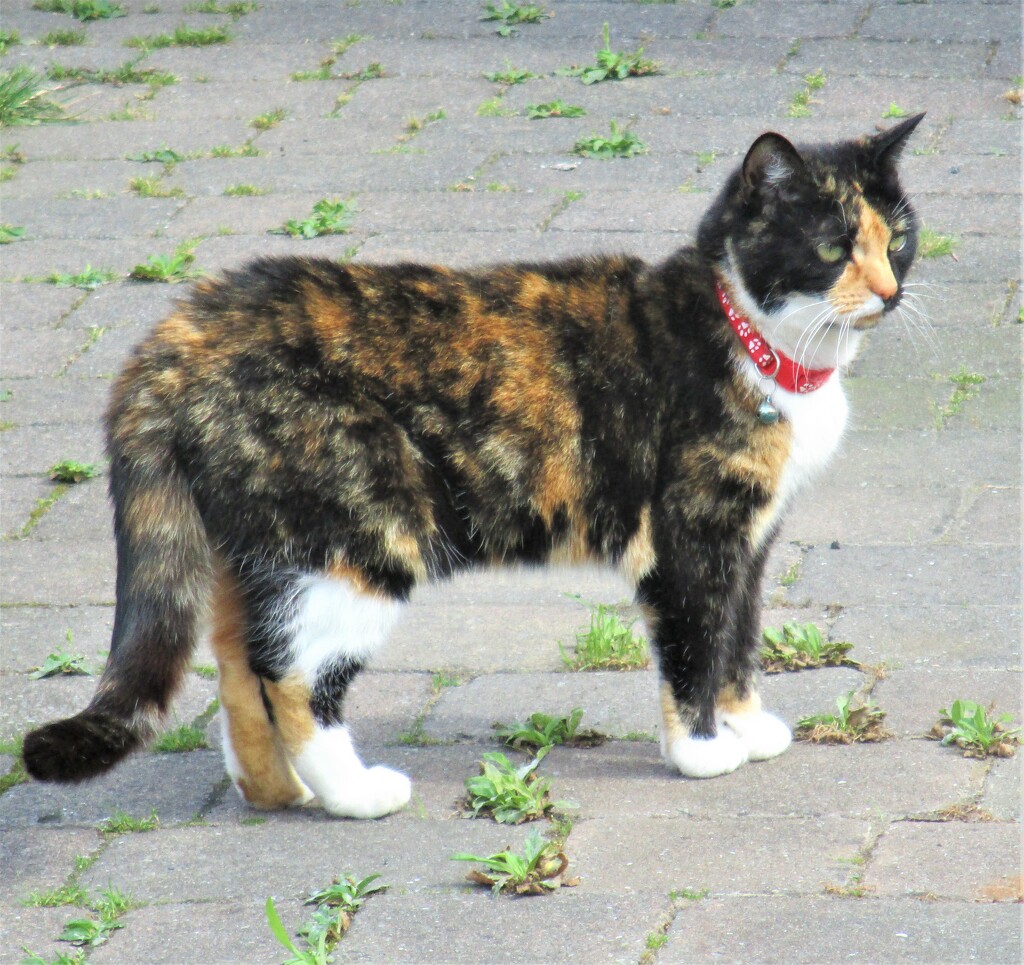 Tabby with red collar. by grace55