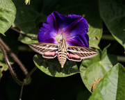 16th Aug 2022 - hawk moth