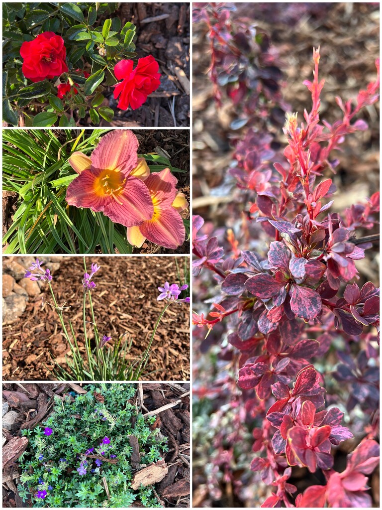 Plants in the new yard by shutterbug49