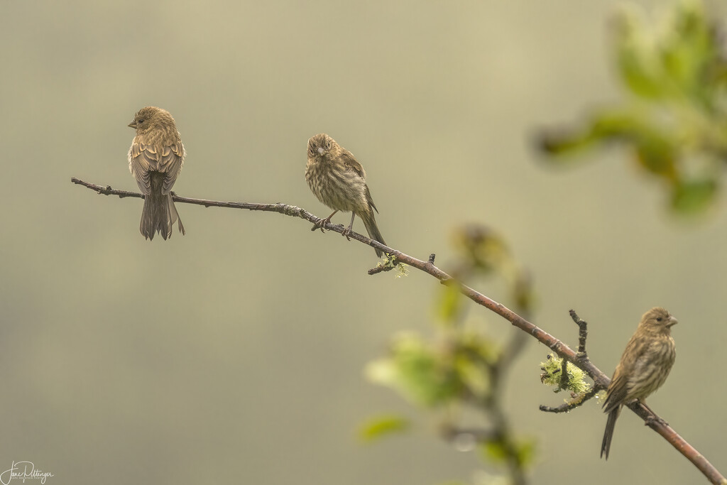 Three On a Branch in the Mist  by jgpittenger
