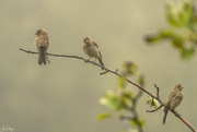 20th Aug 2022 - Three On a Branch in the Mist 