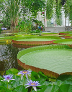 9th Aug 2022 - Lily pads of the giant water lily Victoria
