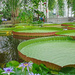 Lily pads of the giant water lily Victoria by marianj