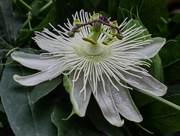 20th Aug 2022 - Passion Flower