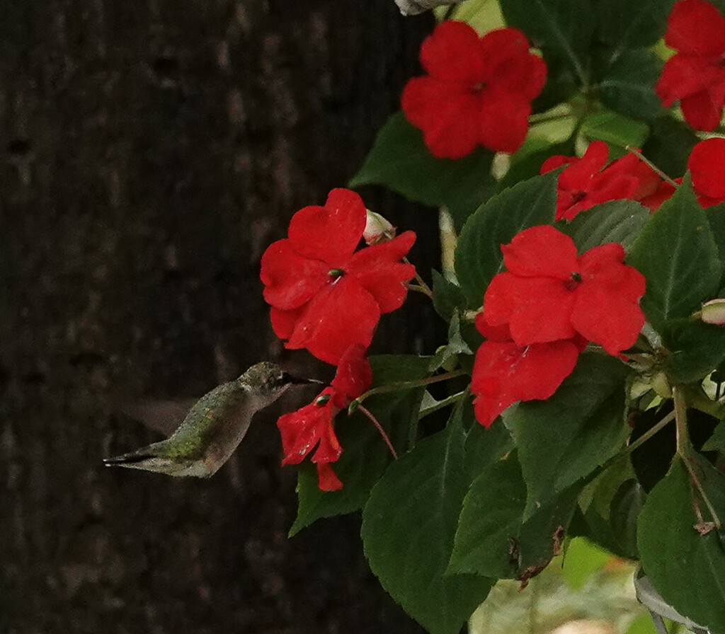 Hummingbird on a Impatient plant by radiogirl