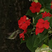 Hummingbird on a Impatient plant by radiogirl