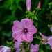 Another Malope trifida by elisasaeter