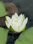 7th Aug 2022 - Water Lily