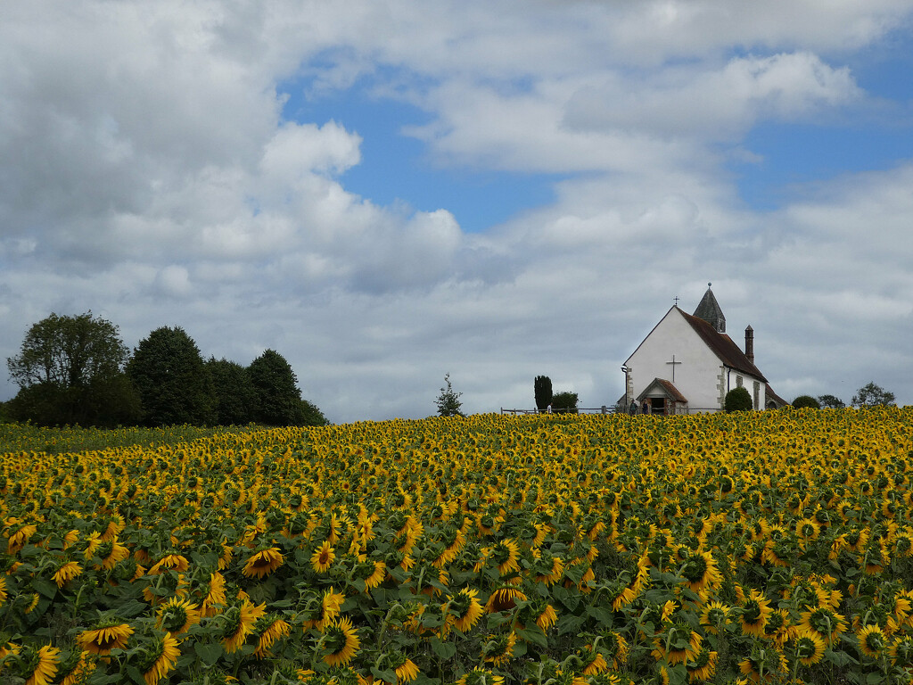 St Hubert's Among the Sunflowers by 30pics4jackiesdiamond