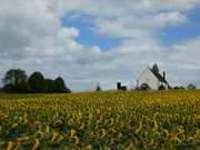 20th Aug 2022 - St Hubert's Among the Sunflowers
