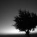 Tree in Silhouette by antonios