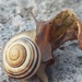 White-Lipped Snail by princessicajessica