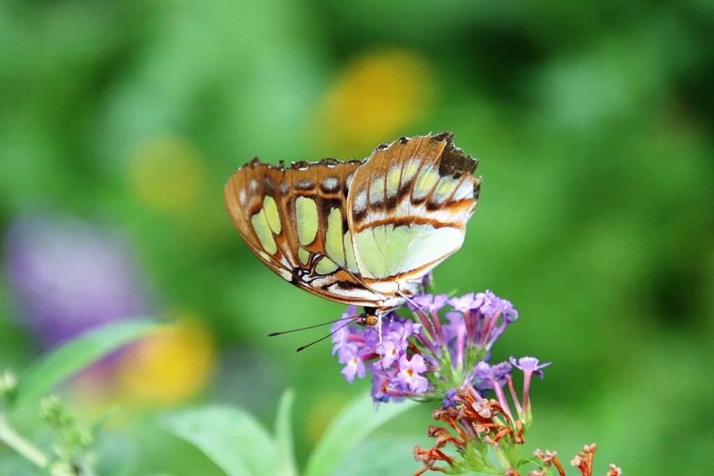 Beautiful Butterfly  by randy23