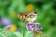 12th Aug 2022 - Beautiful Butterfly 