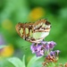 Beautiful Butterfly  by randy23