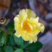 Yellow rose by larrysphotos