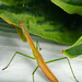 Praying Mantis by larrysphotos