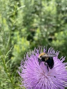 20th Aug 2022 - Bee’ing with nature