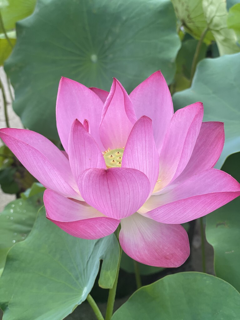 lotus by vernabeth
