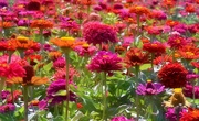 14th Aug 2022 - Zinnia Spectacle 
