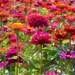 Zinnia Spectacle  by lynnz