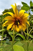 20th Aug 2022 - Silly Sunflower