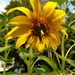 Silly Sunflower by julie