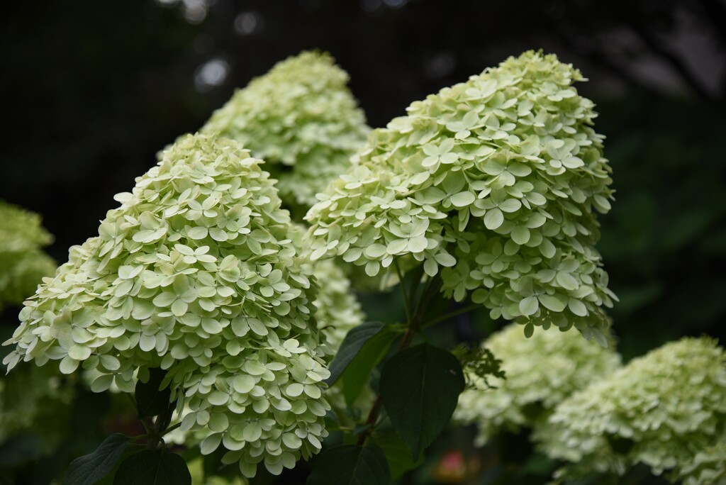 Limelight Hardy Hydrangea by mamabec