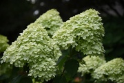 19th Aug 2022 - Limelight Hardy Hydrangea