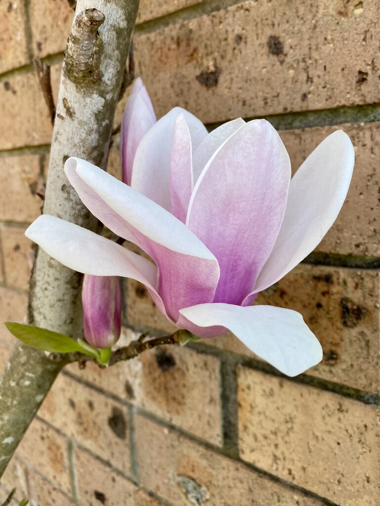 Magnolia progress by kjarn