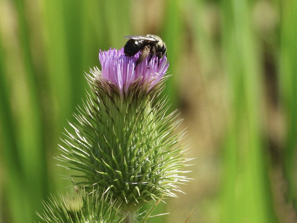 thistle&bee by amyk