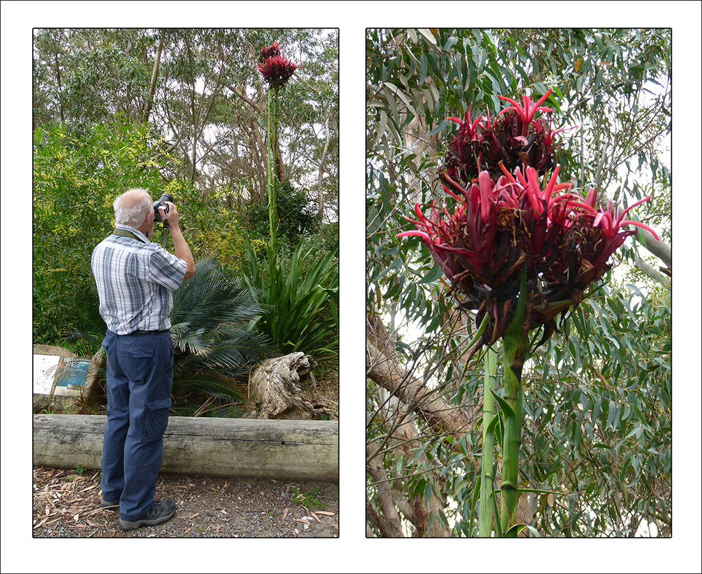 Gymea Lilies by onewing