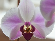 21st Aug 2022 - Back-lit orchid