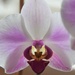 Back-lit orchid by 365anne