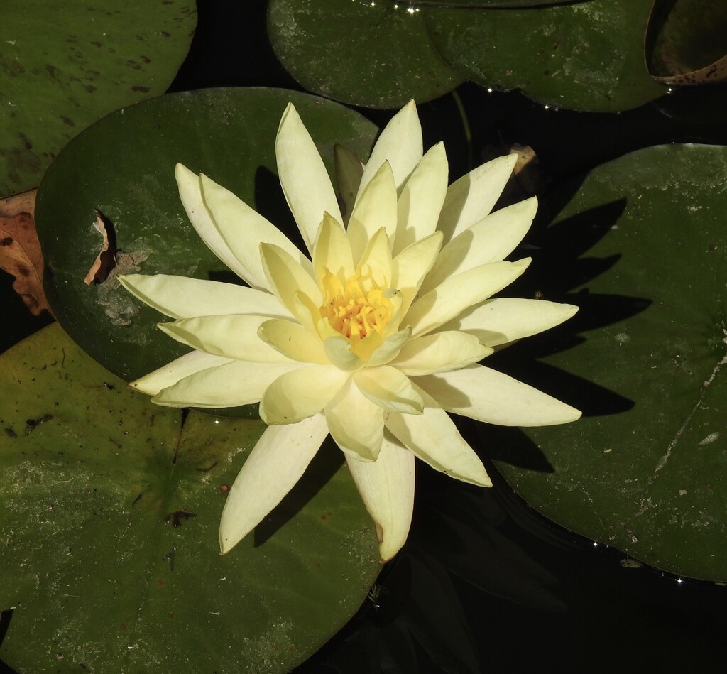 Another Waterlily by susiemc